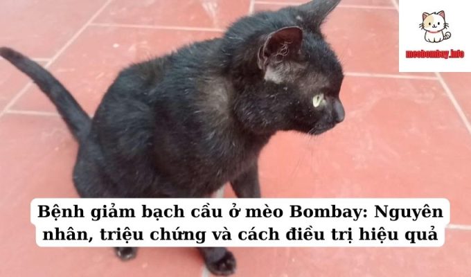 Bệnh giảm bạch cầu ở mèo Bombay: Nguyên nhân, triệu chứng và cách điều trị hiệu quả