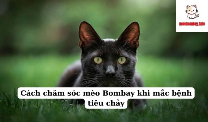 Cách chăm sóc mèo Bombay khi mắc bệnh tiêu chảy