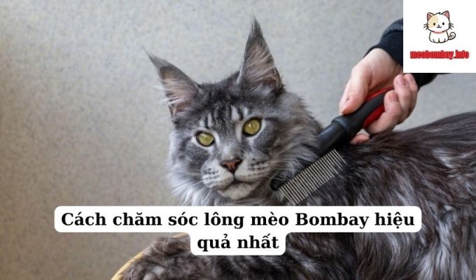 Cách chăm sóc lông mèo Bombay hiệu quả nhất