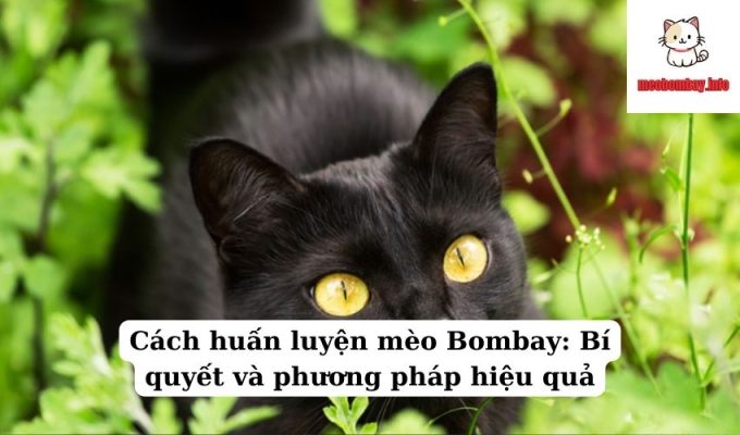 Cách huấn luyện mèo Bombay: Bí quyết và phương pháp hiệu quả