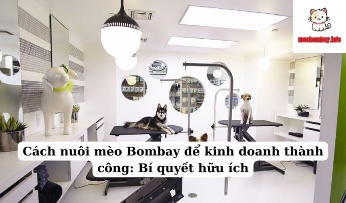 Cách nuôi mèo Bombay để kinh doanh thành công: Bí quyết hữu ích