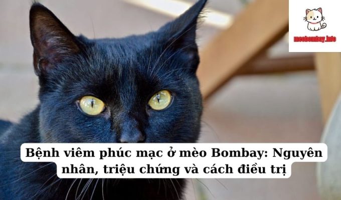 Bệnh viêm phúc mạc ở mèo Bombay: Nguyên nhân, triệu chứng và cách điều trị