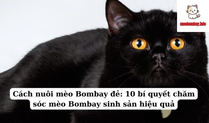 Cách nuôi mèo Bombay đẻ: 10 bí quyết chăm sóc mèo Bombay sinh sản hiệu quả