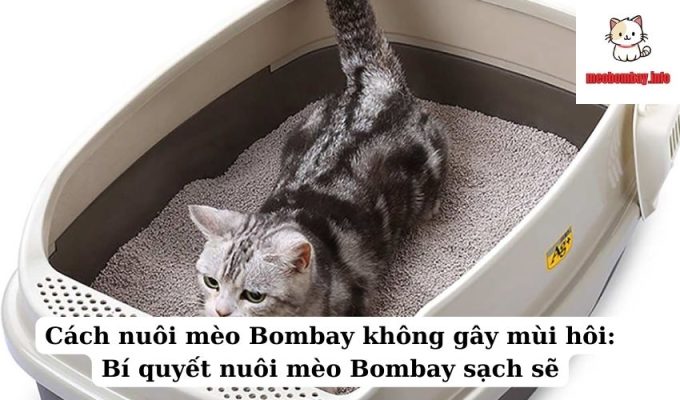 Cách nuôi mèo Bombay không gây mùi hôi: Bí quyết nuôi mèo Bombay sạch sẽ