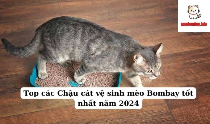 Top các Chậu cát vệ sinh mèo Bombay tốt nhất năm 2024