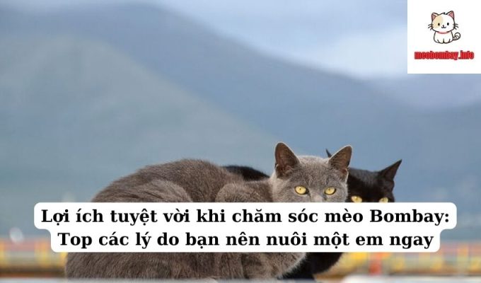 Lợi ích tuyệt vời khi chăm sóc mèo Bombay: Top các lý do bạn nên nuôi một em ngay