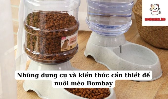 Những dụng cụ và kiến thức cần thiết để nuôi mèo Bombay