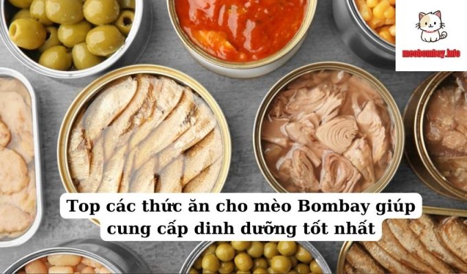 Top các thức ăn cho mèo Bombay giúp cung cấp dinh dưỡng tốt nhất