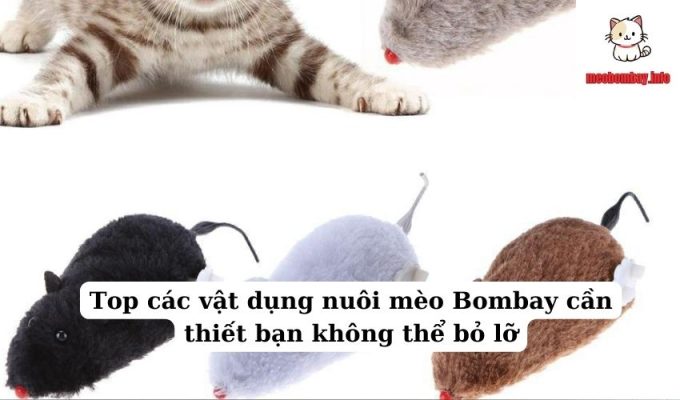 Top các vật dụng nuôi mèo Bombay cần thiết bạn không thể bỏ lỡ